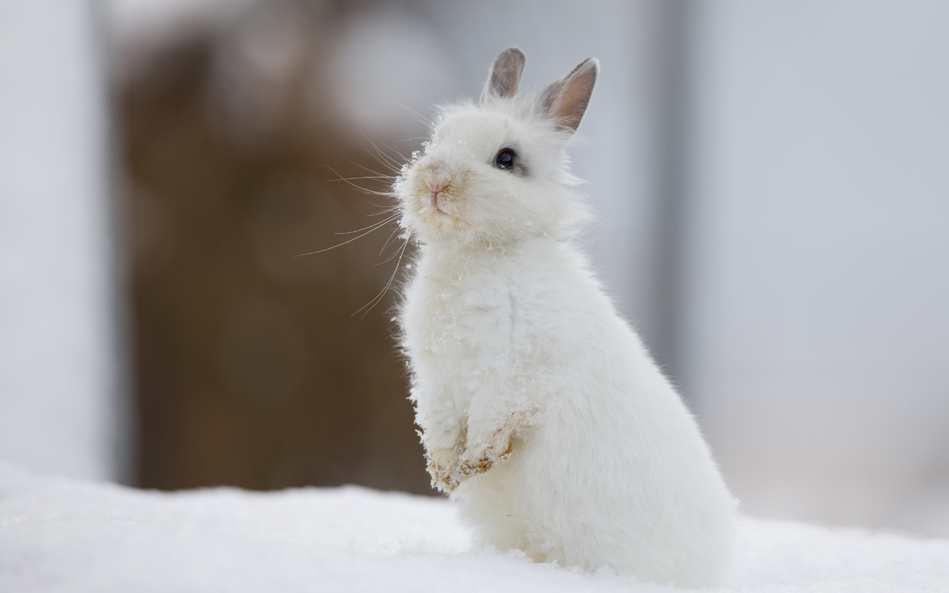 Cruelty‑free symbol (zajíček) na kosmetice z drogerie